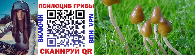 продажа наркотиков  Буй  Галлюциногенные грибы MAGIC MUSHROOMS 